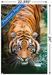 Tiger - Water Wall Poster, 22.375" x 34" Framed