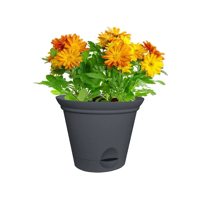 11.5IN auto-arrosage PLANT SPA-GRISE