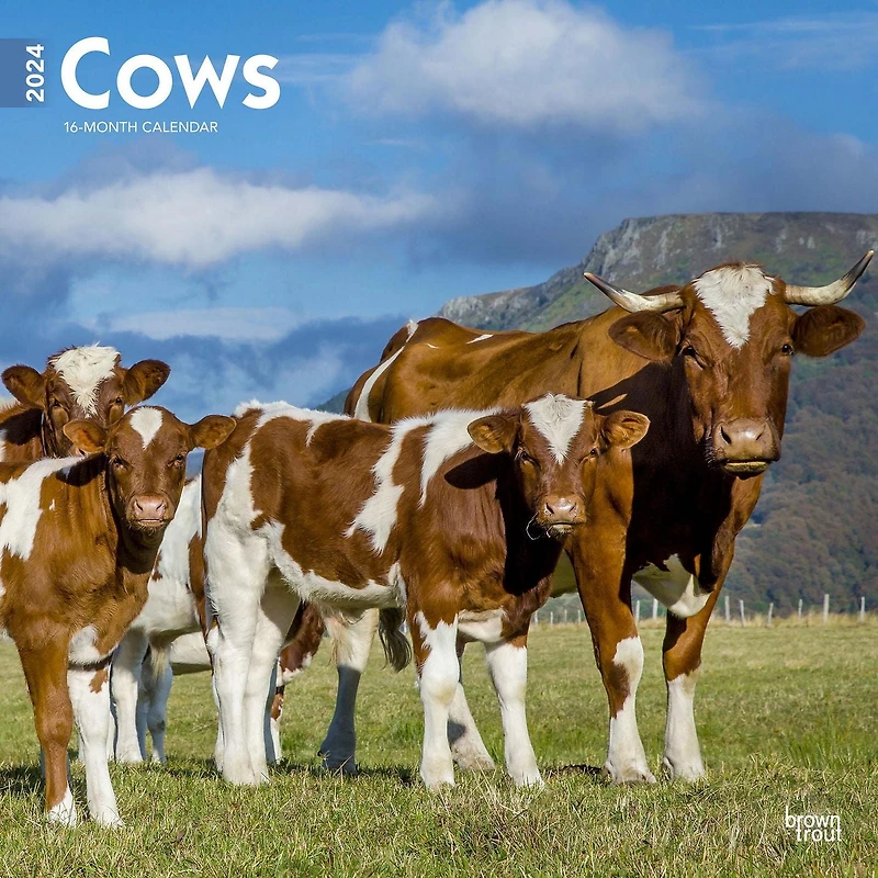 BrownTrout Cows 2024 12x24 Inch Square Wall Calendar, 9781975462499