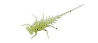 Bernie (Panfish Plastics)