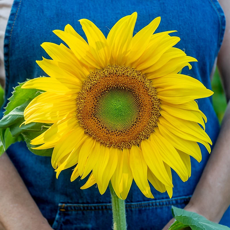 Burpee Organic Mammoth Sunflower, Plant Seeds for Home Garden