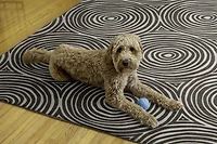Outdoor Washable Ocoee Ivory & Brown 7' x 9' Area Rug