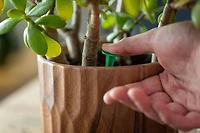 Bâtonnets d'engrais pour plantes d'intérieur Miracle-Gro - 24 bâtonnets Pour toutes les plantes