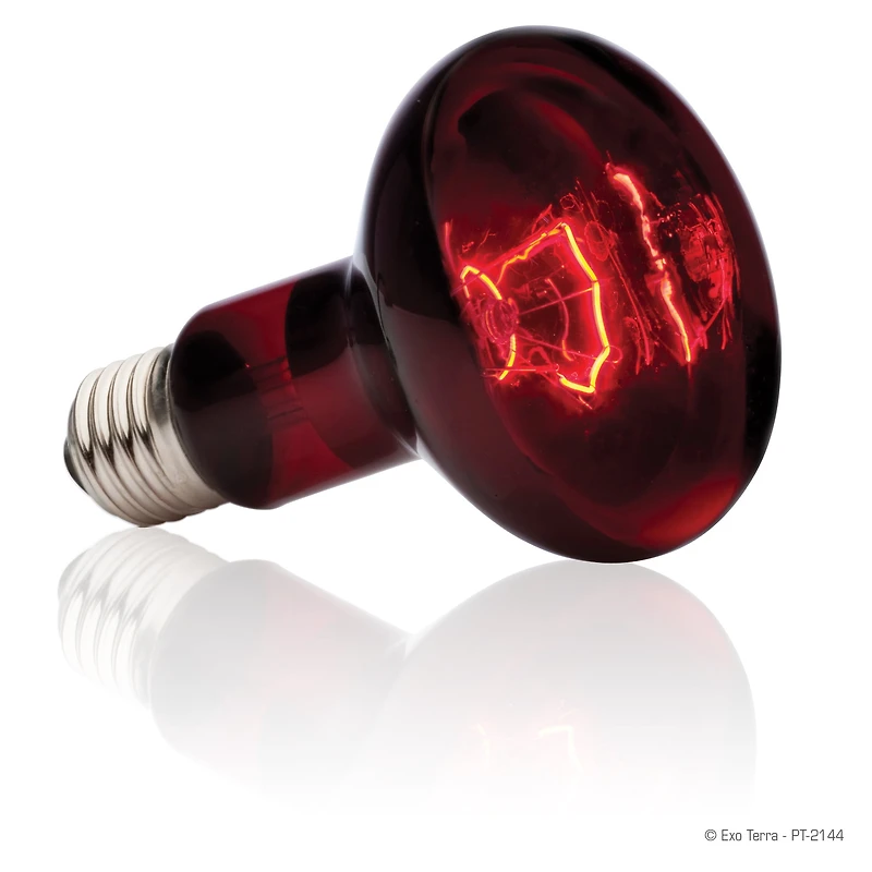 Ampoule à infrarouge Exo Terra pour lézarder, R25, 100 W