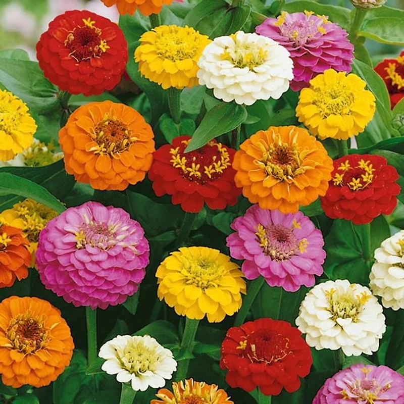 Graines - Zinnia
