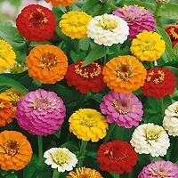 Graines - Zinnia