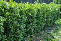Buis commun (Buxus) conifère arbustif 2 gal