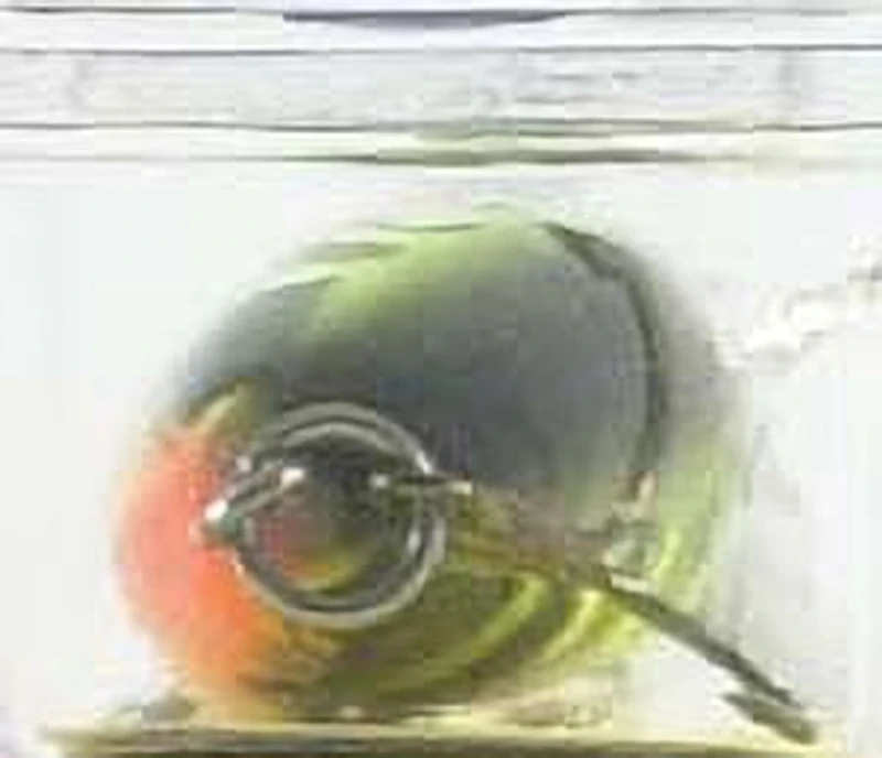 Storm Ah60 Original Hot 'N Tot Crankbait, 2-1/2", 3/8oz, perch, Floating, Original Hot 'N Tot Crankbait, perch, Floating