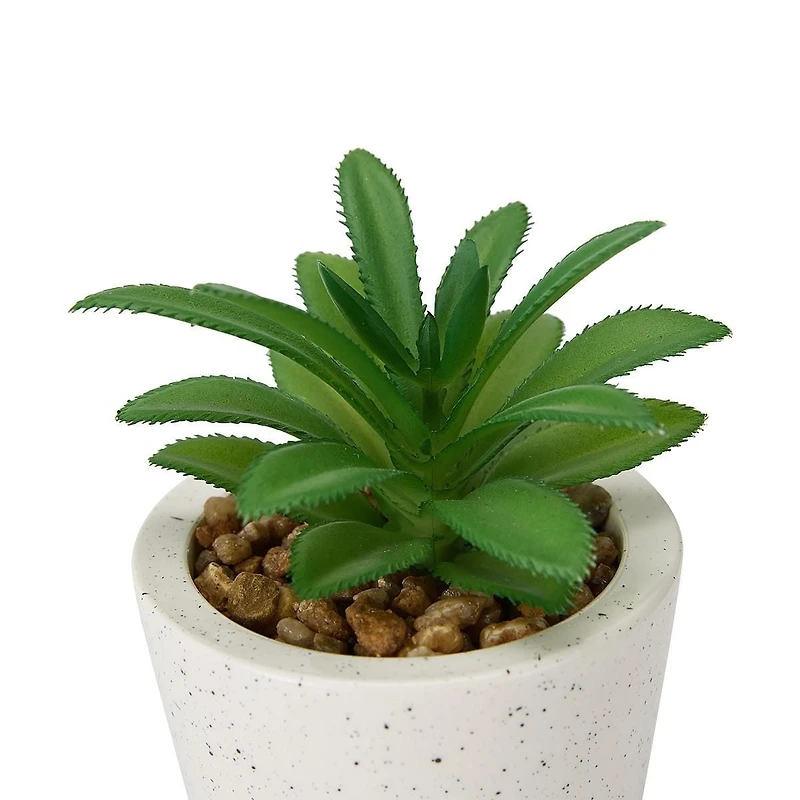 Anko Succulent in Pot