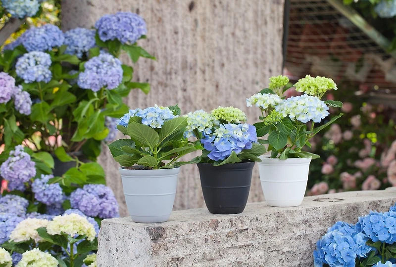 Mainstays Basic bell planter 12 inch White, Classic Design with Attached Tray Durable Weather Resistant, 12" white bottom tray. Durable, lightweight, and weather-resistant.