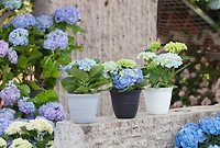 Mainstays Basic bell planter 12 inch White, Classic Design with Attached Tray Durable Weather Resistant, 12" white bottom tray. Durable, lightweight, and weather-resistant.