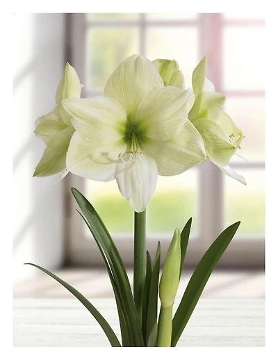 TASC BULBS AMARYLLIS LEMON STAR - 1 BULB