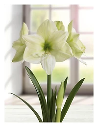 TASC BULBS AMARYLLIS LEMON STAR - 1 BULB