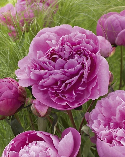 Bulbes de fleurs TASC - Pivoine Dr. Alexander Fleming (plante vivace)
