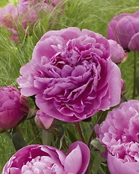 Bulbes de fleurs TASC - Pivoine Dr. Alexander Fleming (plante vivace)
