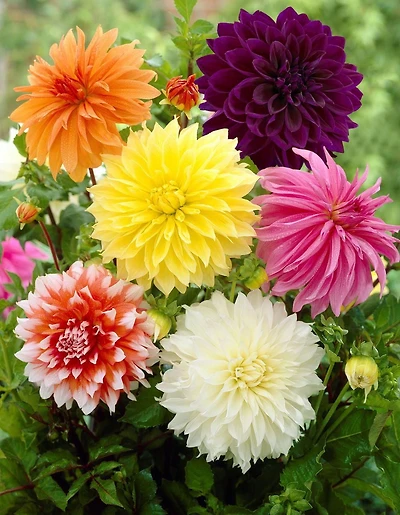 Tasc Flower Bulbes Dahlia Dinnerative Dîner assorti (3 ampoules)