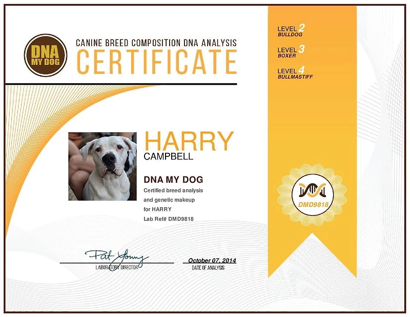 DNA My Dog - Test canin de détermination de race avec test d’âge génétique