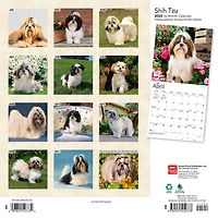 Shih Tzu | 2023 12x24 Inch Square Wall Calendar