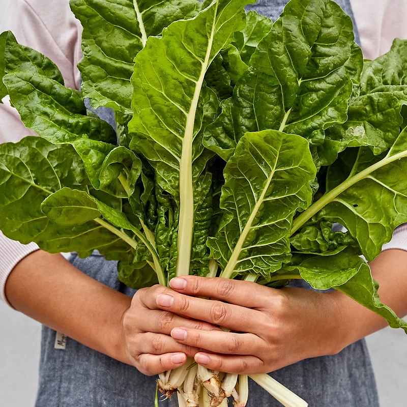 Burpee Fordhook Giant Swiss Chard