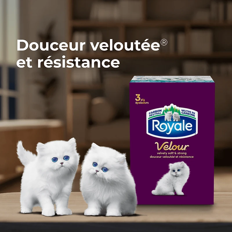 Mouchoirs Royale Velour, 12 boîtes, 82 mouchoirs par boîte