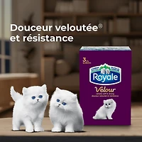 Mouchoirs Royale Velour, 12 boîtes, 82 mouchoirs par boîte