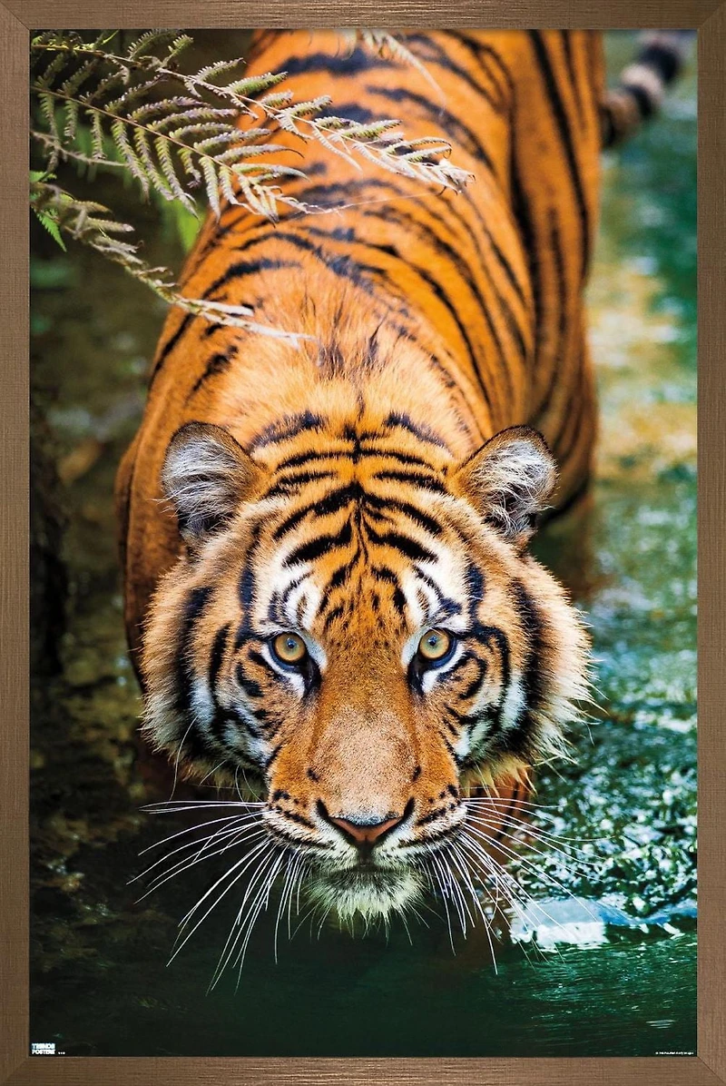 Tiger - Water Wall Poster, 22.375" x 34" Framed