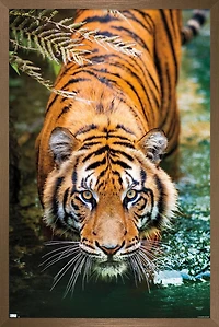 Tiger - Water Wall Poster, 22.375" x 34" Framed