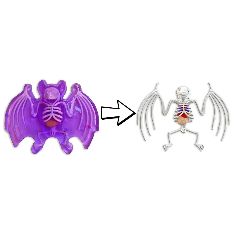 Chauve-souris au labo Dissect-It Chauve-souris au labo