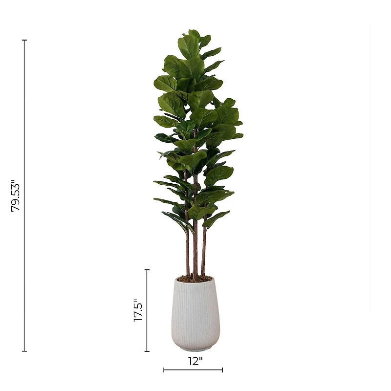 Potted Fiddle Leaf Fig Tree 4 Stem