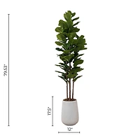 Potted Fiddle Leaf Fig Tree 4 Stem