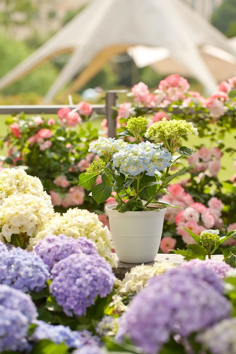 Mainstays Basic bell planter 12 inch White, Classic Design with Attached Tray Durable Weather Resistant, 12" white bottom tray. Durable, lightweight, and weather-resistant.