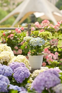 Mainstays Basic bell planter 12 inch White, Classic Design with Attached Tray Durable Weather Resistant, 12" white bottom tray. Durable, lightweight, and weather-resistant.