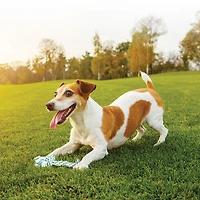 Dogit Minty Knotted Rope Bone Dog Toy, Medium (26 cm/10")