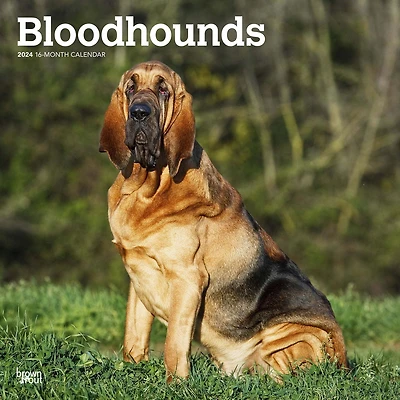 BrownTrout Bloodhound 2024 Mur Carré 30.48x60.96 CM, 9781975470678