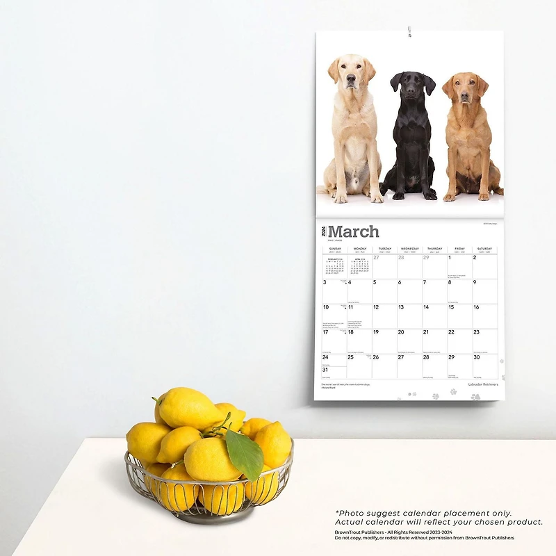 BrownTrout Labrador Retrievers 2024 12x24 Inch Square Wall Calendar, 9781975463588