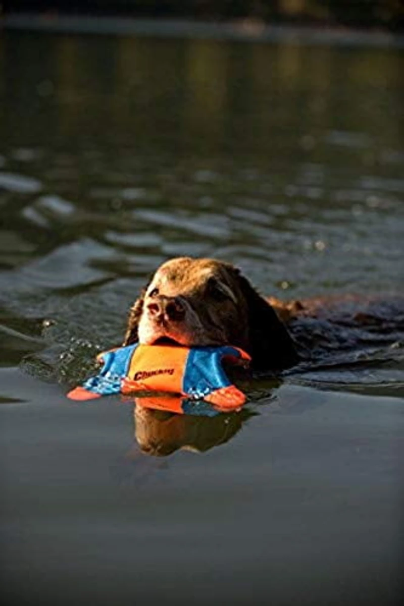 Écureuil volant, moyen