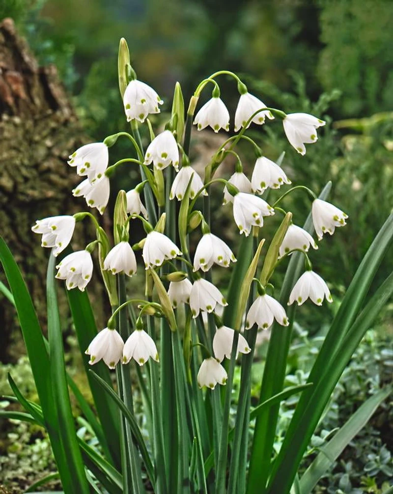 TASC Leucojum Aestivum