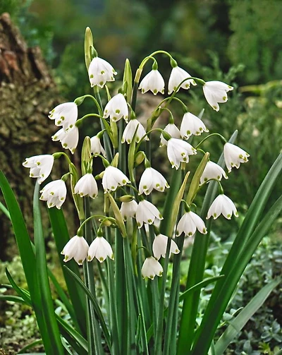 TASC Leucojum Aestivum