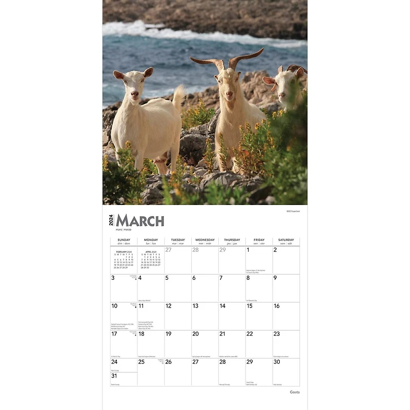 BrownTrout Chèvres 2024 Mur Carré 30.48x60.96 CM, 9781975462871