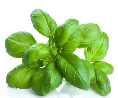 Graines de basilic