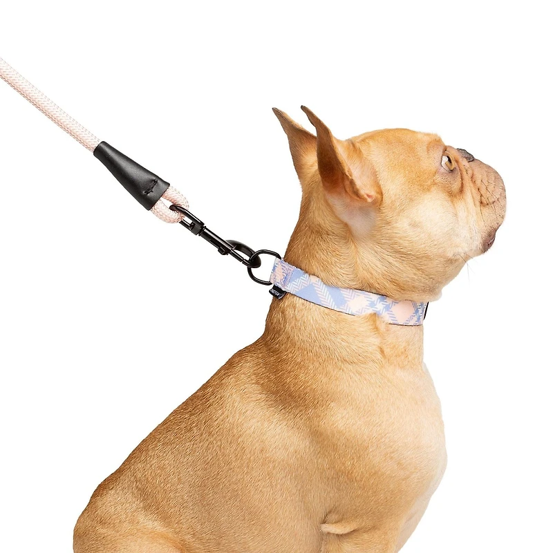 One Paw, Ensemble de 3 Colliers et Laisses pour Chien, avec Distributeur de Sacs, Plusieurs Couleurs One Paw, Ensemble de 3 Colliers et Laisses