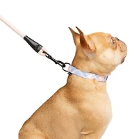 One Paw, Ensemble de 3 Colliers et Laisses pour Chien, avec Distributeur de Sacs, Plusieurs Couleurs One Paw, Ensemble de 3 Colliers et Laisses