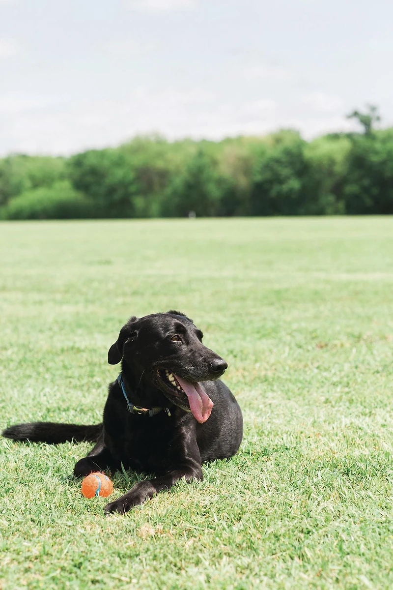 CHUCKIT! balle de tennis (jouet pour chien moyenne; paquet de 4)