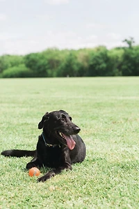 CHUCKIT! balle de tennis (jouet pour chien moyenne; paquet de 4)