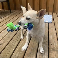 Dogit Knotted Rope Dog Toy, Multicoloured Rope Bone, Small
