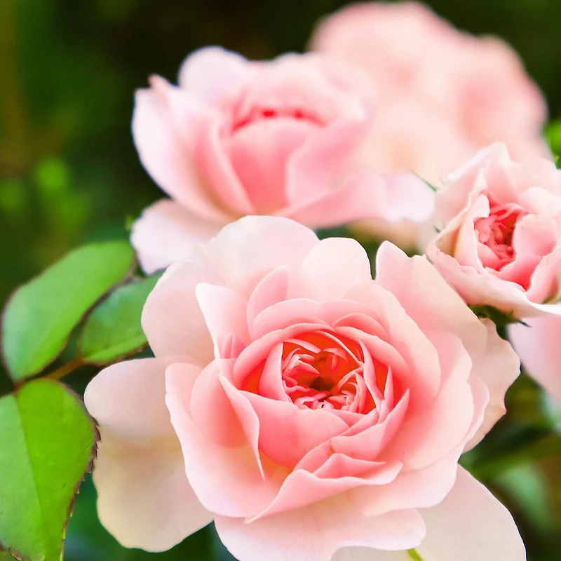 Revitalisant lissant Herbal Essences Rose Hips 400 ml