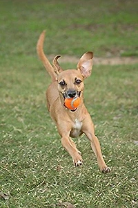 Chuck it! Chuckit! Extrawall Thicknes Medium Tennis Balls