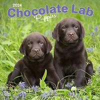 BrownTrout Labrador Retriever Chiots, Chocolat 2024 Mur Carré 30.48x60.96 CM, 9781975463564
