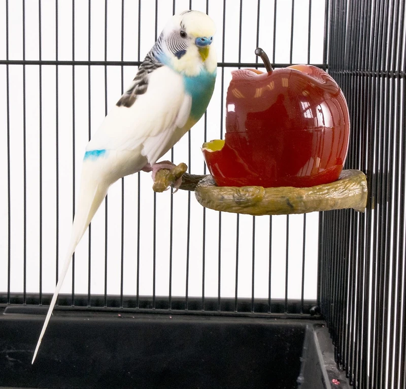 Penn Plax Apple Seed or Water Cup For Birds, Apple Seed Cup