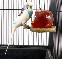 Penn Plax Apple Seed or Water Cup For Birds, Apple Seed Cup